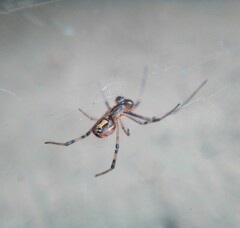 Latrodectus hesperus