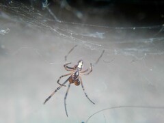 Latrodectus hesperus
