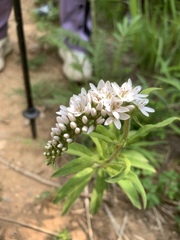 Lysimachia barystachys