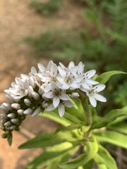 Lysimachia barystachys