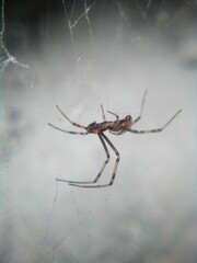 Latrodectus hesperus