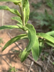 Lysimachia barystachys