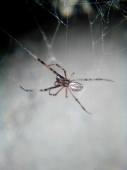 Latrodectus hesperus
