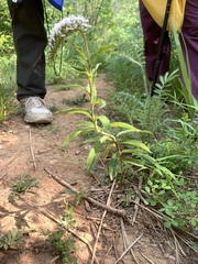 Lysimachia barystachys