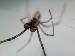 Latrodectus hesperus