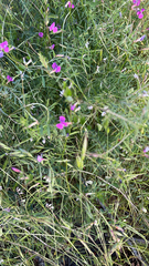 Geranium palustre