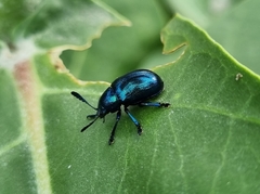 Platycorynus peregrinus