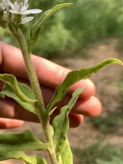 Lysimachia barystachys