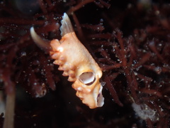 Paraxanthias taylori