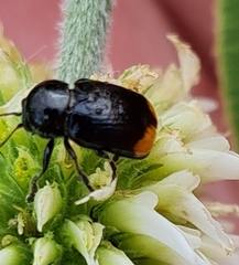 Cryptocephalus biguttatus