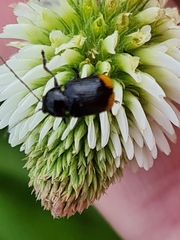 Cryptocephalus biguttatus