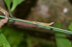 Anolis alutaceus