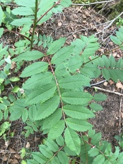 Sorbus decora