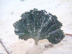 Udotea flabellum