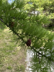 Larix gmelinii