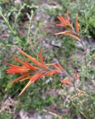 Castilleja disticha