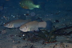 Fundulus seminolis