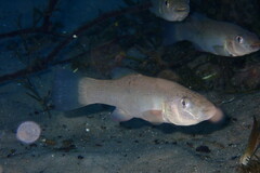 Fundulus seminolis