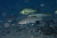 Fundulus seminolis