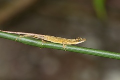 Anolis alutaceus