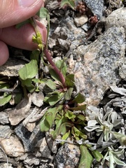 Solidago simplex simplex