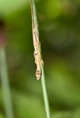 Anolis alutaceus