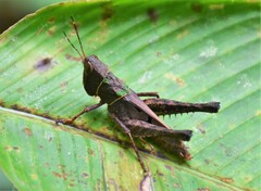 Maculiparia rotundata