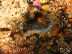 Aspasmogaster tasmaniensis