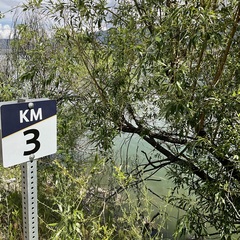 Salix × fragilis vitellina