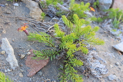 Mutisia linearifolia