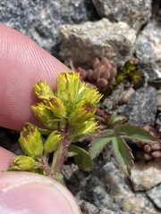 Solidago simplex simplex