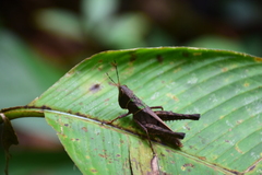 Maculiparia rotundata