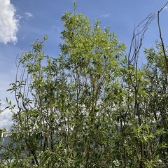 Salix × fragilis vitellina