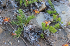 Mutisia linearifolia