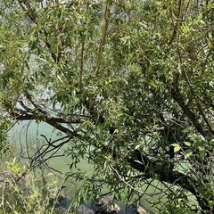 Salix × fragilis vitellina