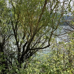 Salix × fragilis vitellina