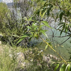 Salix × fragilis vitellina