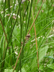 Juncus arcticus