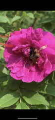 Bombus pyrosoma