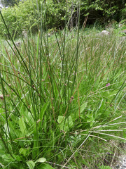 Juncus arcticus