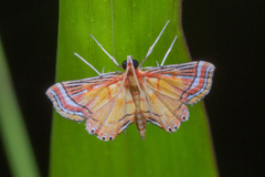 Ambia decoralis