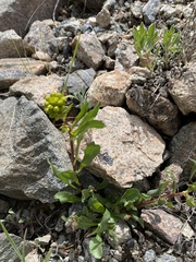 Solidago simplex simplex