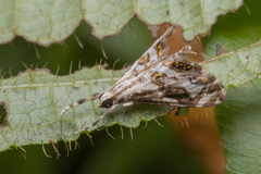 Paracataclysta fuscalis