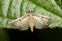 Nistra