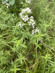 Galium boreale