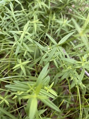 Galium boreale