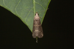 Luceria oculalis