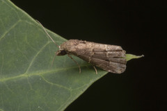 Luceria oculalis