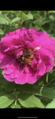 Bombus pyrosoma