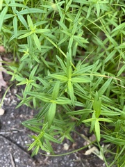 Galium boreale